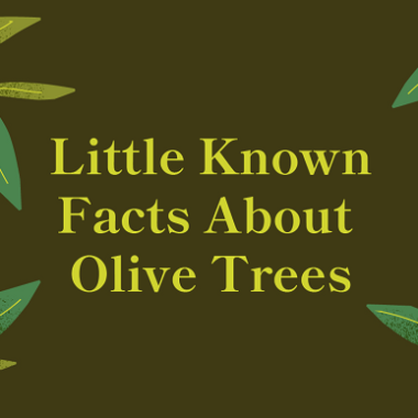 fun facts about olive trees